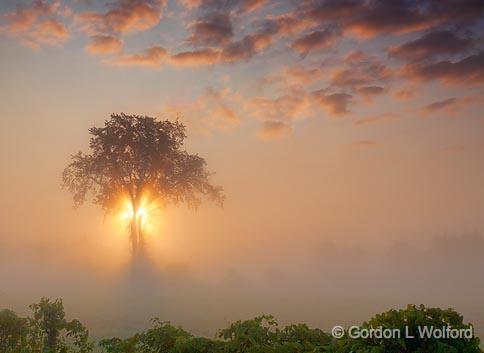 Tree In Foggy Sunrise_21206-7.jpg - Photographed near Smiths Falls, Ontario, Canada.